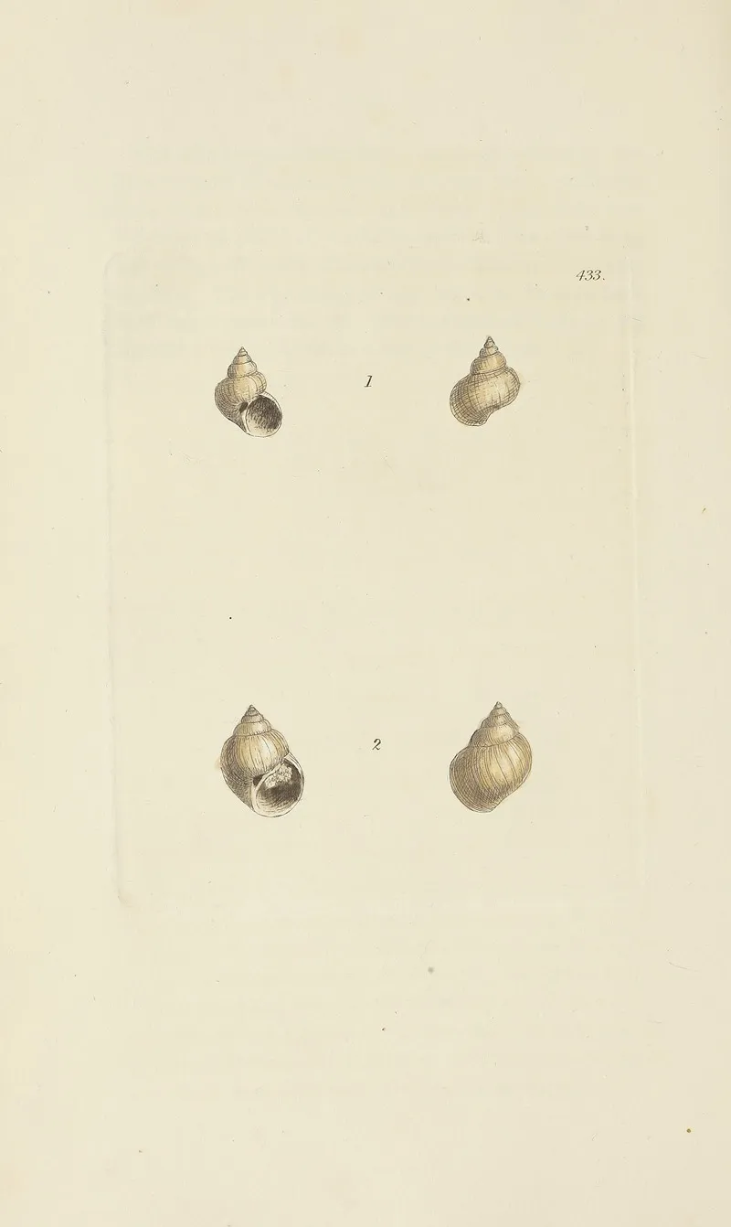 The Mineral Conchology Of Great Britain Pl 515