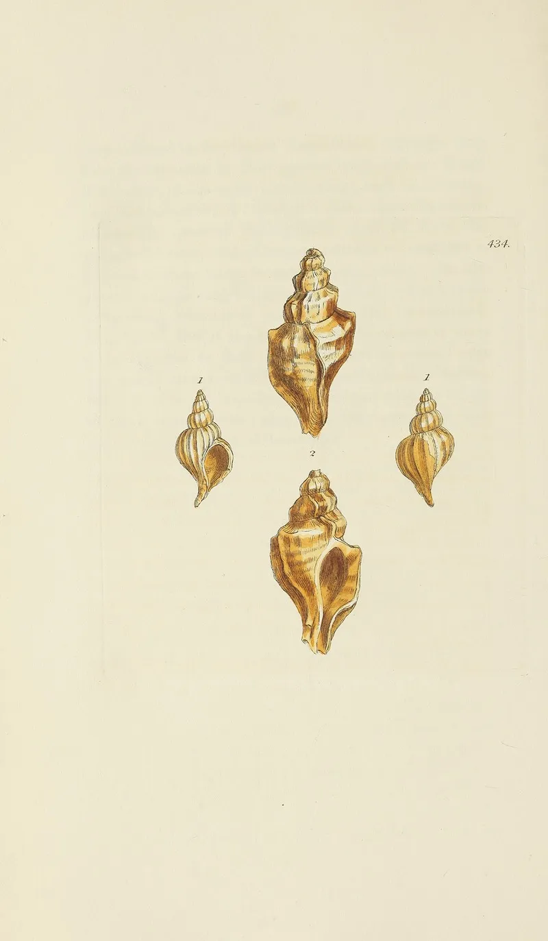 The Mineral Conchology Of Great Britain Pl 516