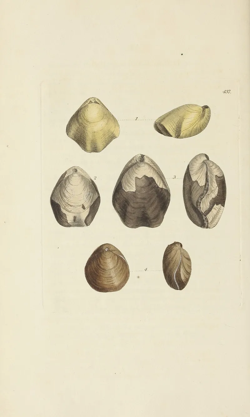The Mineral Conchology Of Great Britain Pl 519