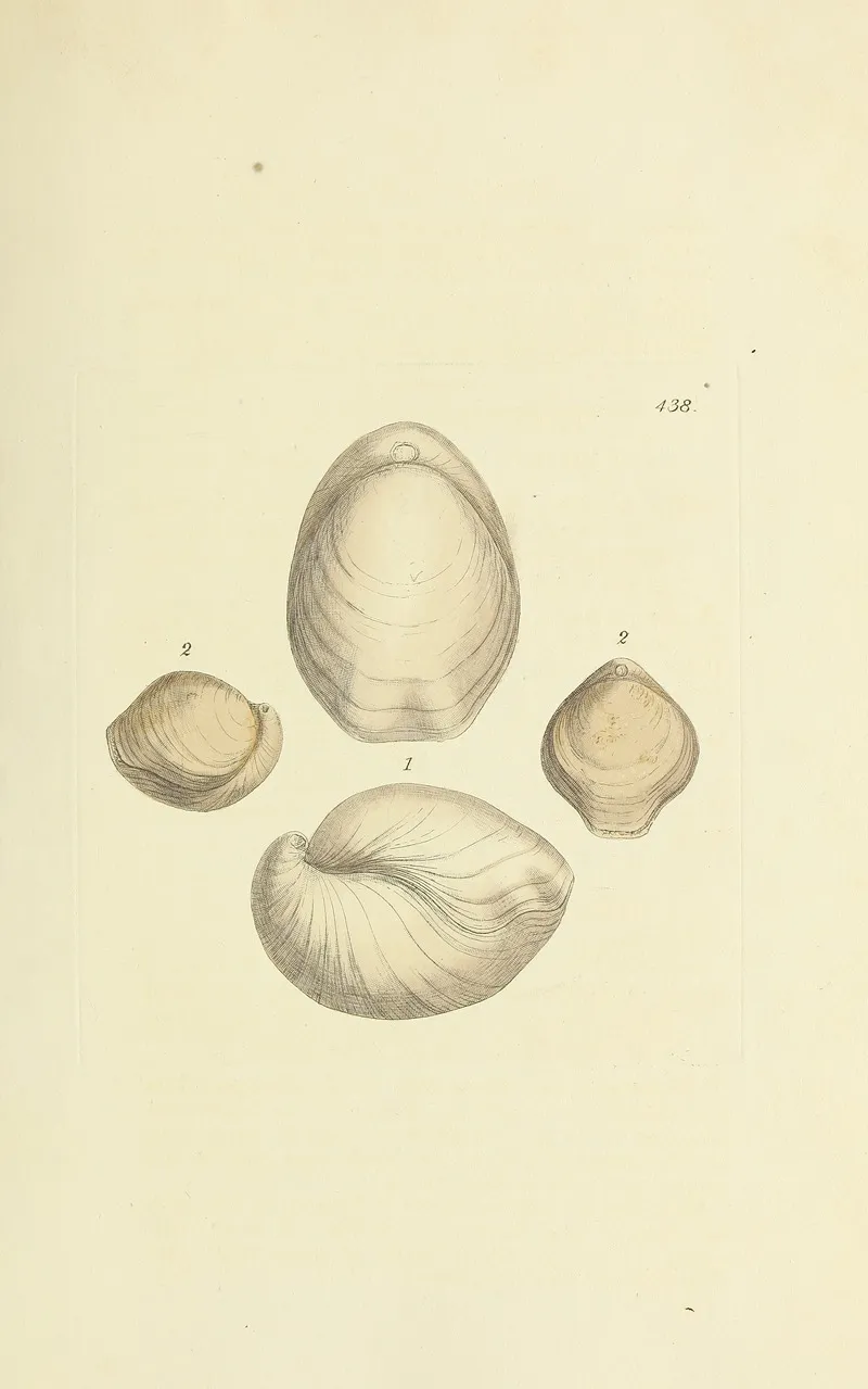 The Mineral Conchology Of Great Britain Pl 520