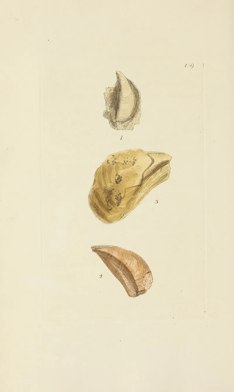 The Mineral Conchology Of Great Britain Pl 521
