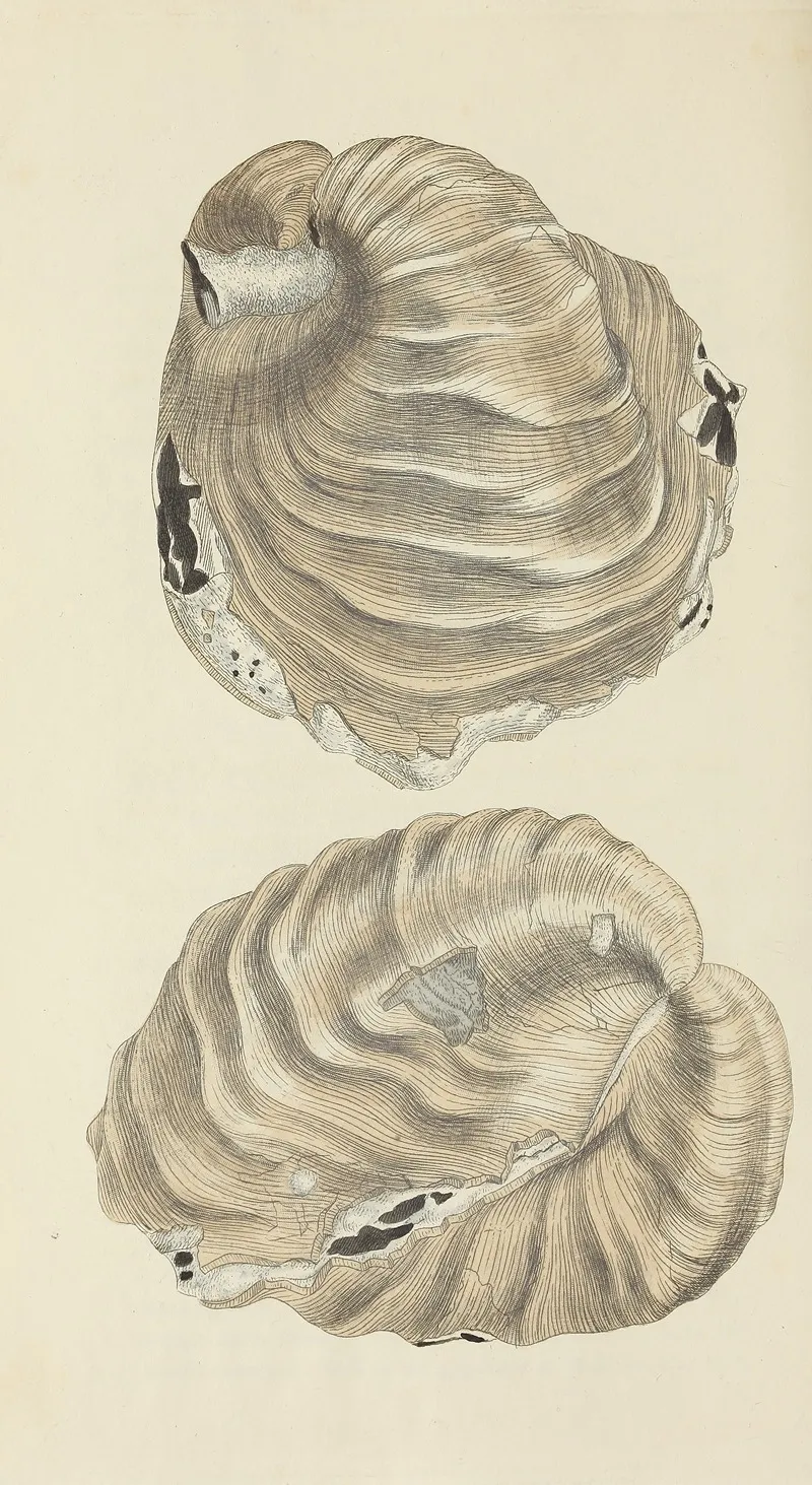 The Mineral Conchology Of Great Britain Pl 523