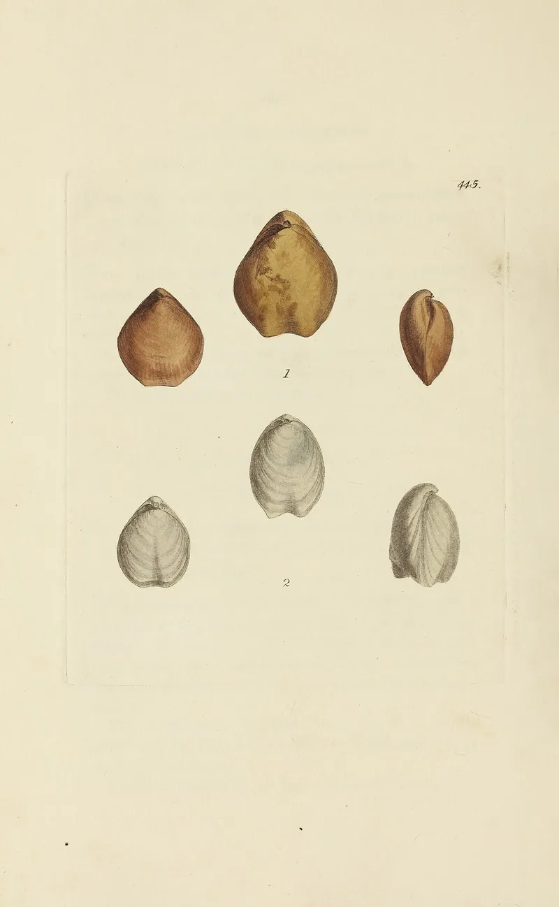 The Mineral Conchology Of Great Britain Pl 527
