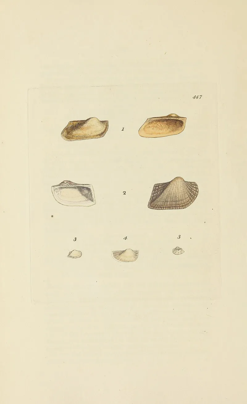 The Mineral Conchology Of Great Britain Pl 529
