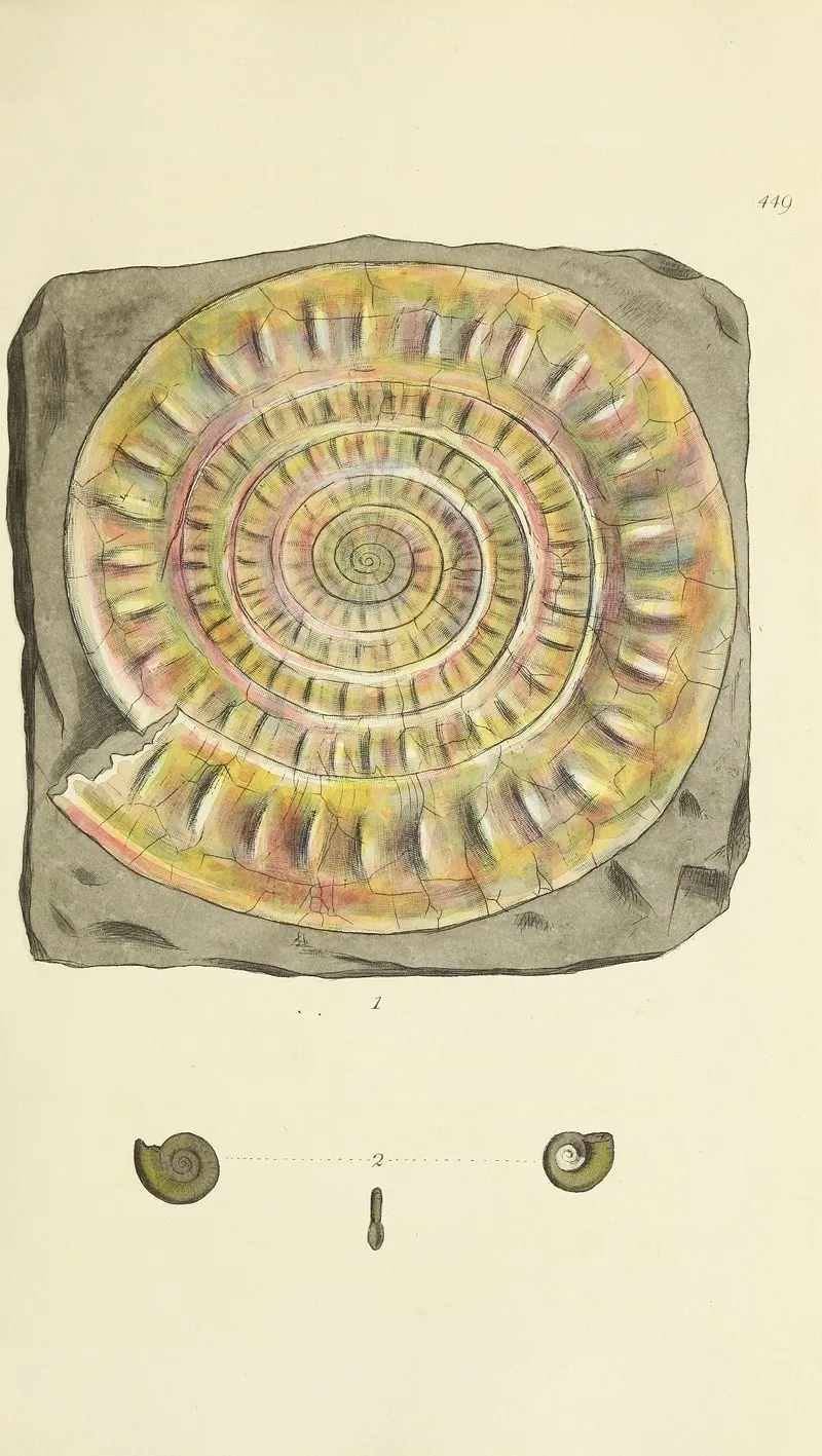 The Mineral Conchology Of Great Britain Pl 531