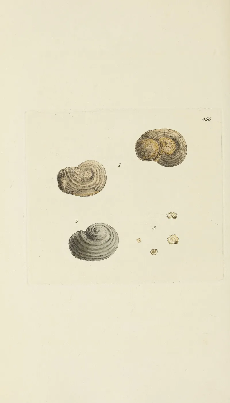 The Mineral Conchology Of Great Britain Pl 532