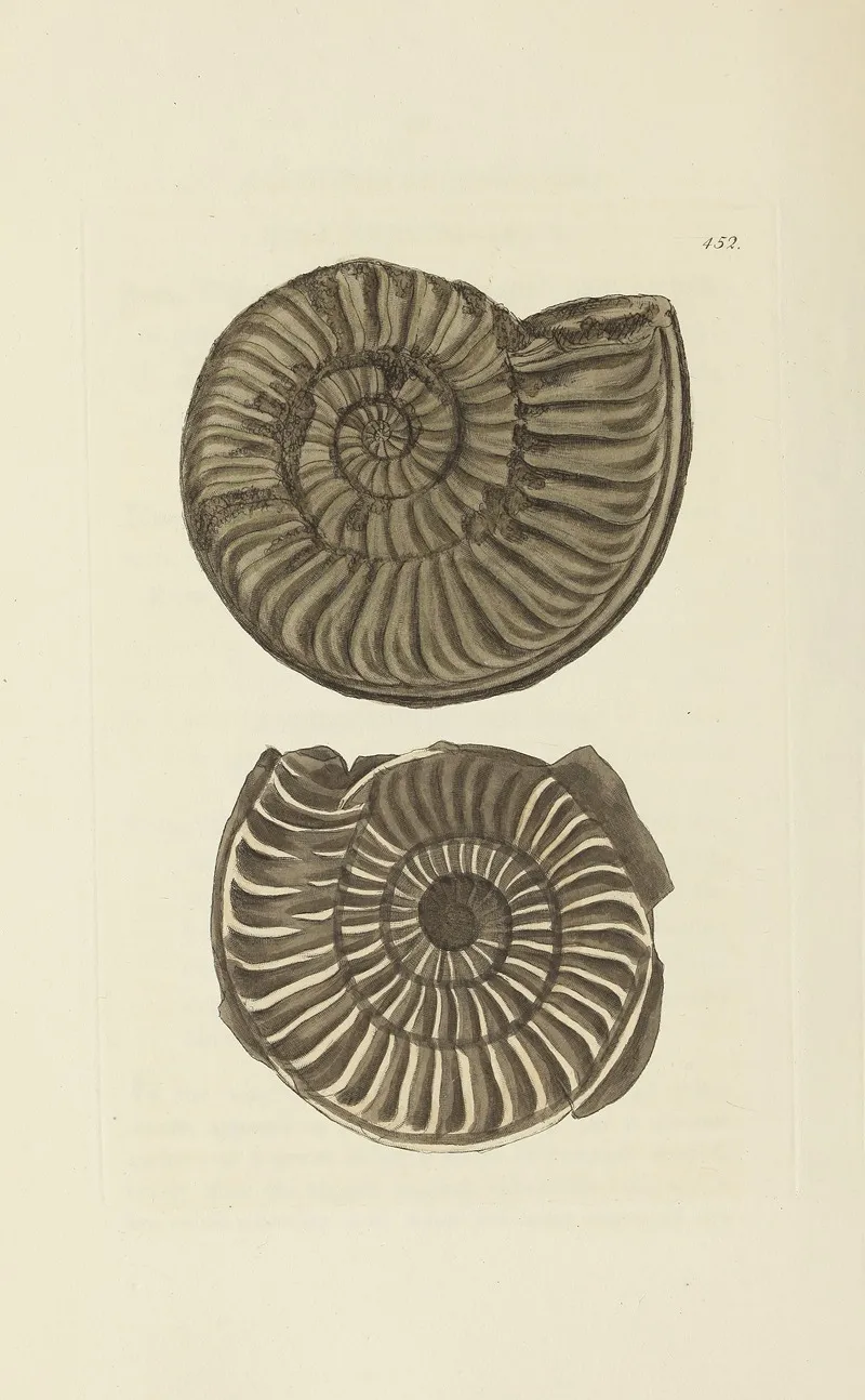 The Mineral Conchology Of Great Britain Pl 534