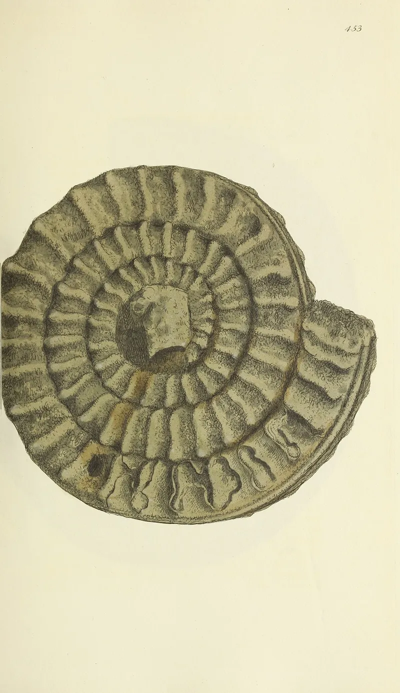 The Mineral Conchology Of Great Britain Pl 535
