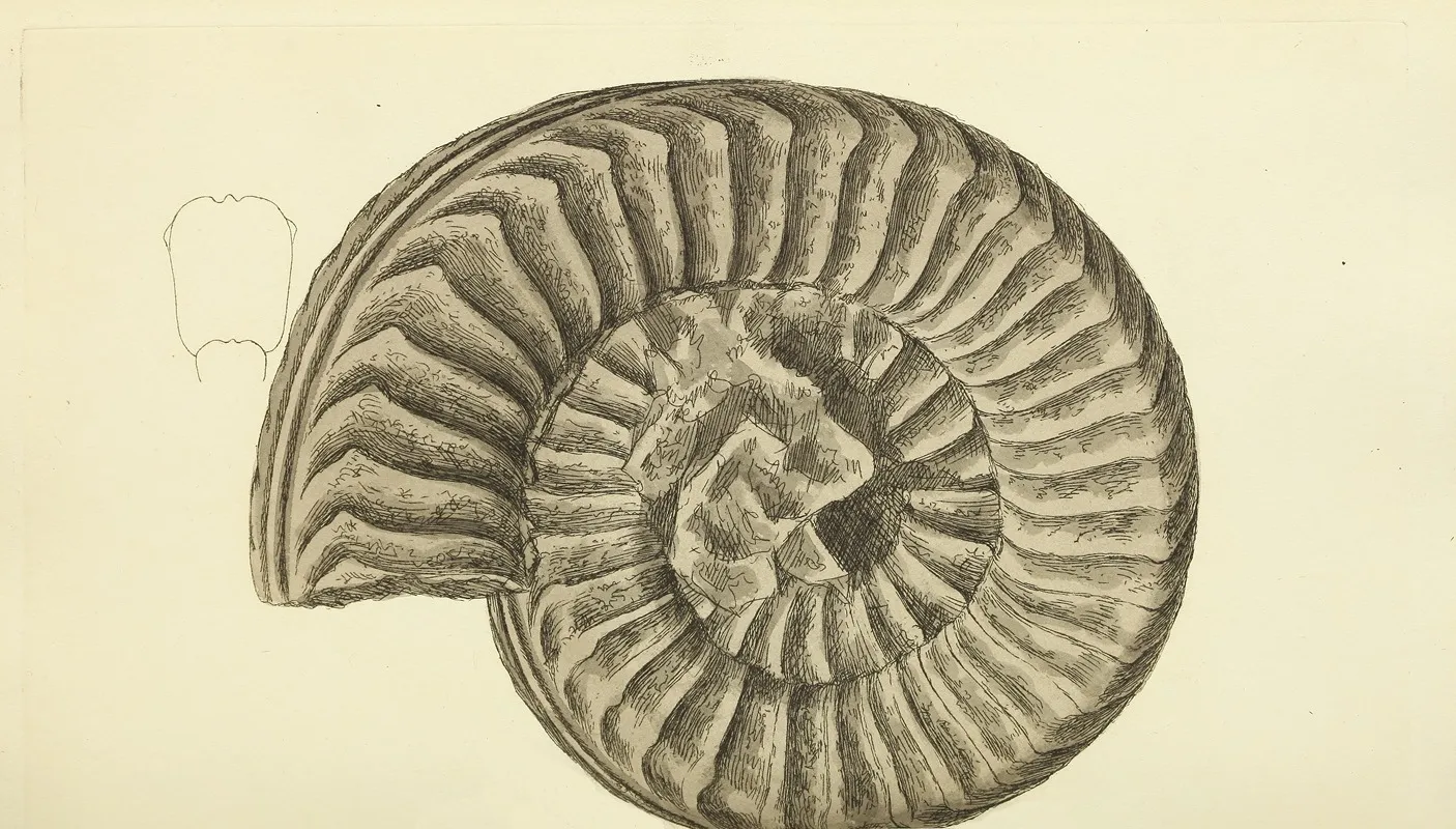 The Mineral Conchology Of Great Britain Pl 536