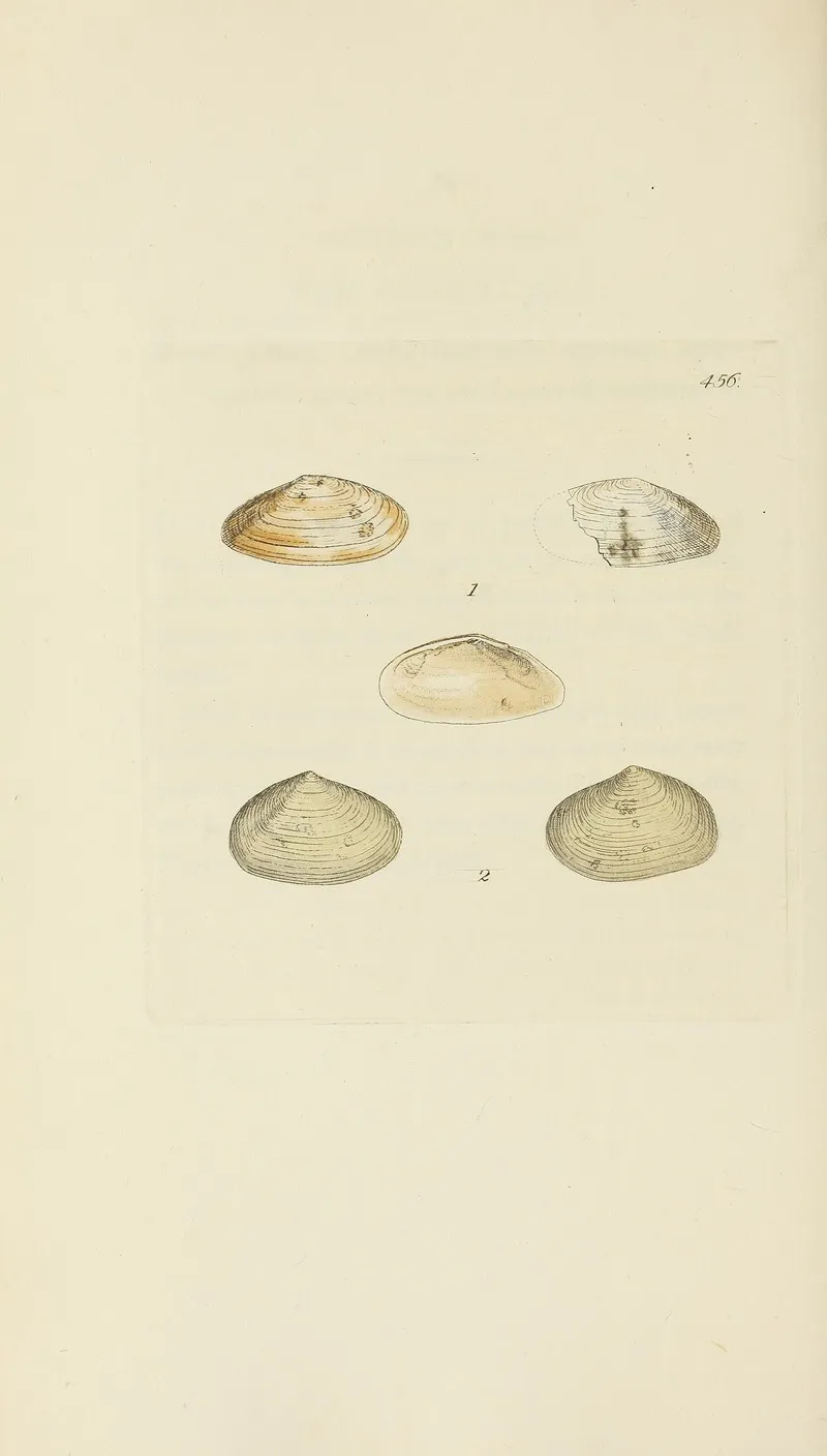 The Mineral Conchology Of Great Britain Pl 537