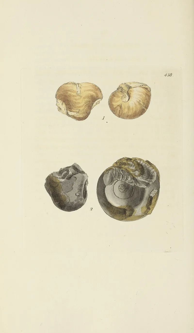 The Mineral Conchology Of Great Britain Pl 539
