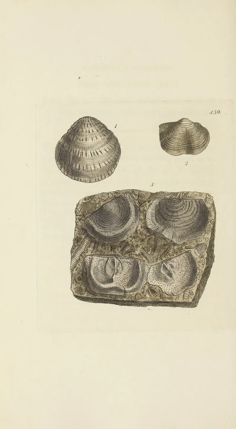 The Mineral Conchology Of Great Britain Pl 540