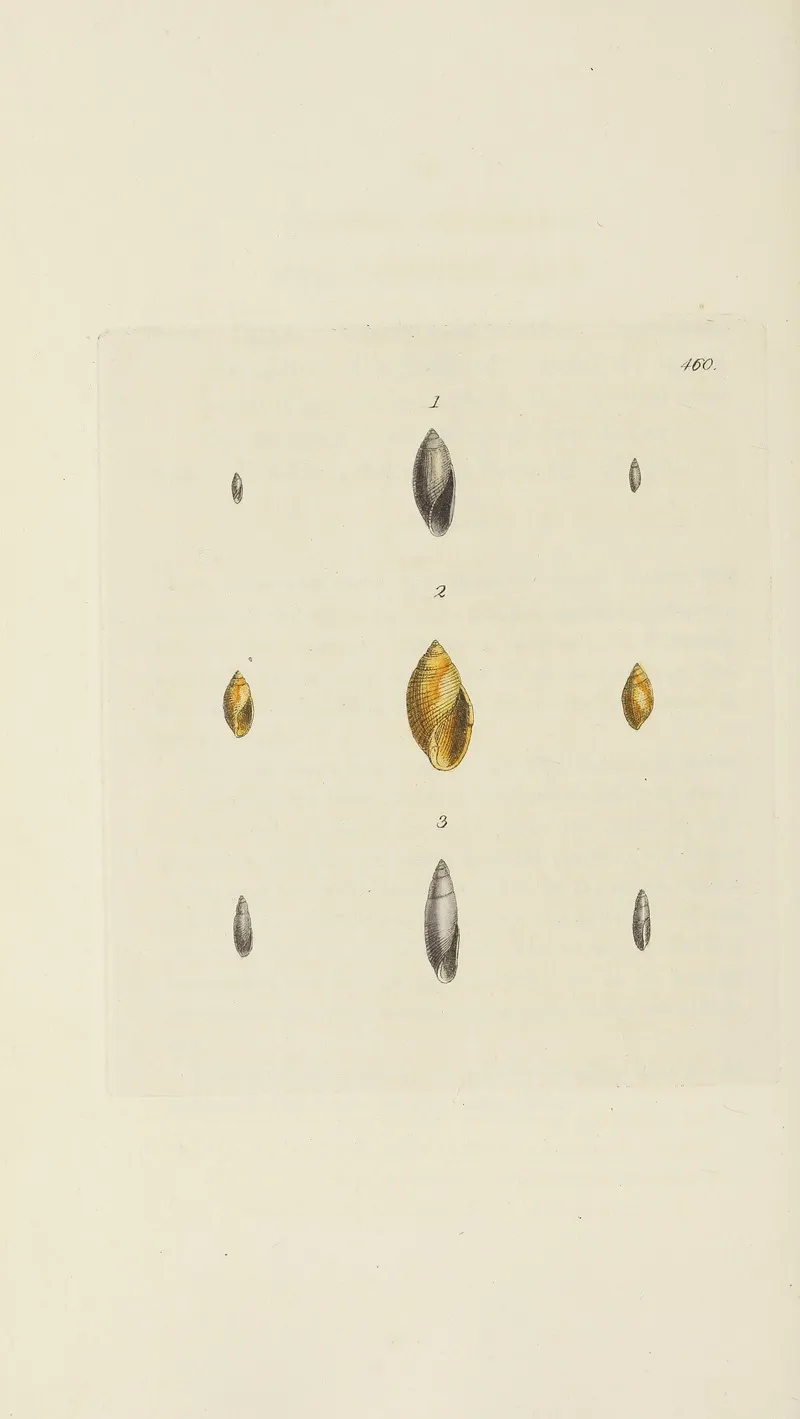 The Mineral Conchology Of Great Britain Pl 541