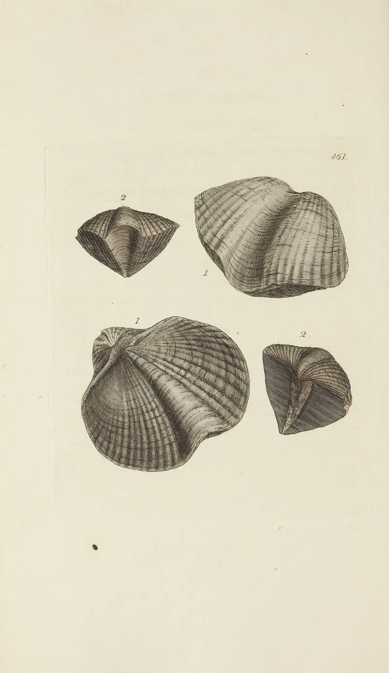 The Mineral Conchology Of Great Britain Pl 542