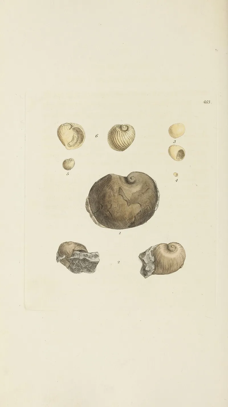The Mineral Conchology Of Great Britain Pl 544