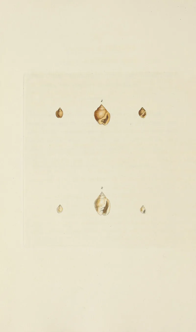 The Mineral Conchology Of Great Britain Pl 546