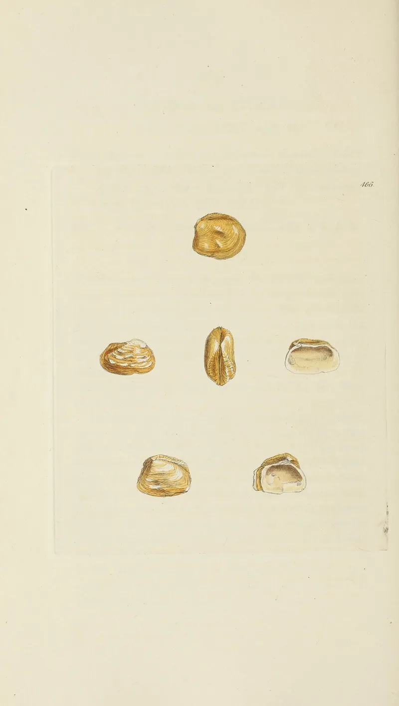 The Mineral Conchology Of Great Britain Pl 547
