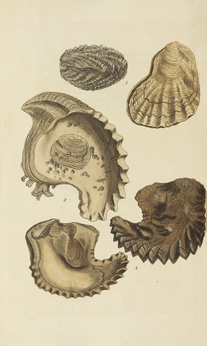 The Mineral Conchology Of Great Britain Pl 549