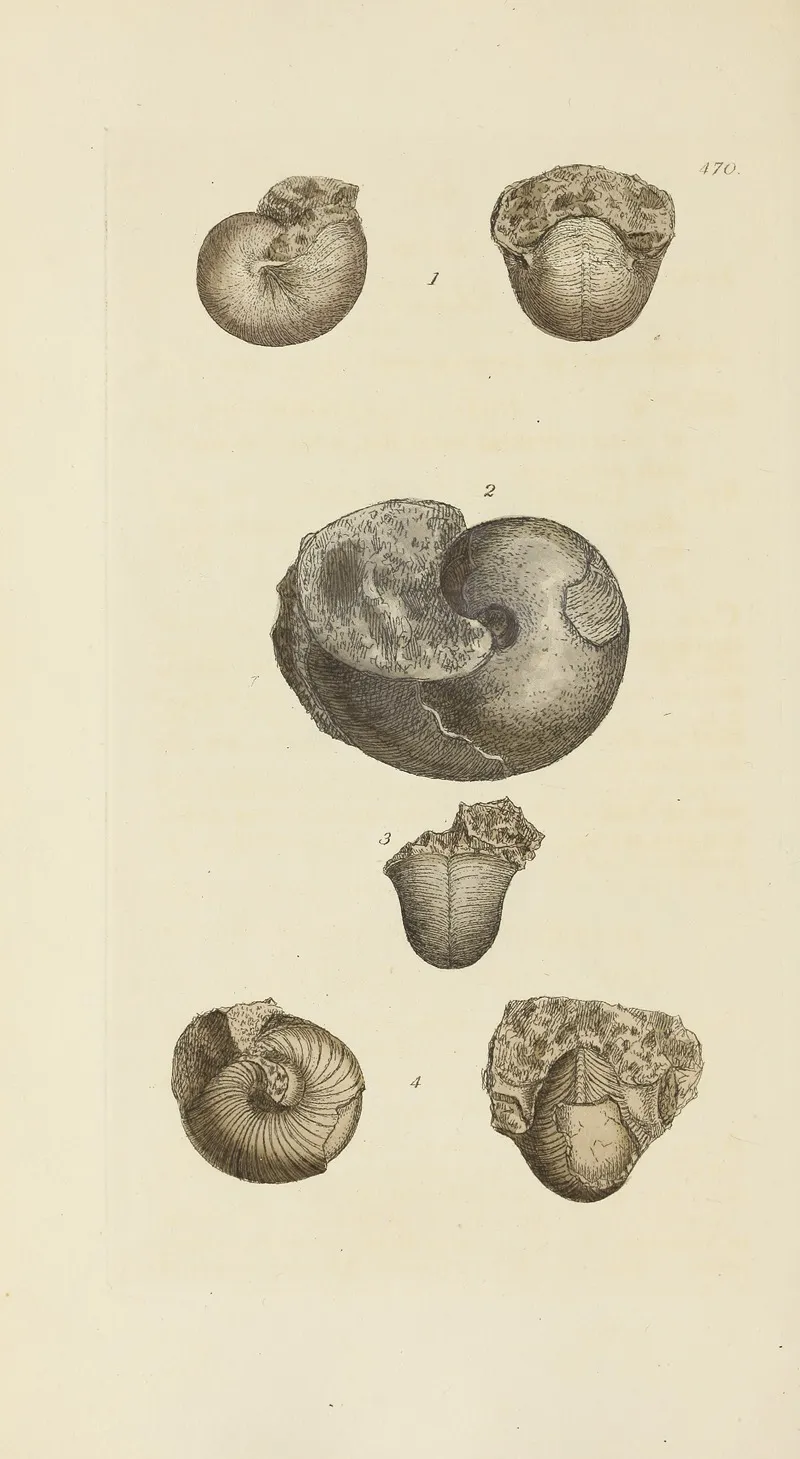 The Mineral Conchology Of Great Britain Pl 551