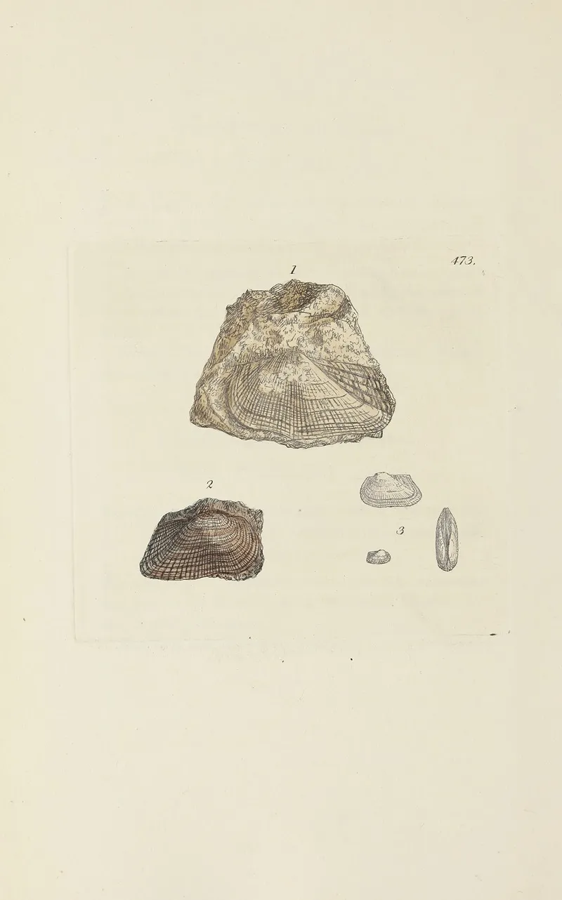 The Mineral Conchology Of Great Britain Pl 554