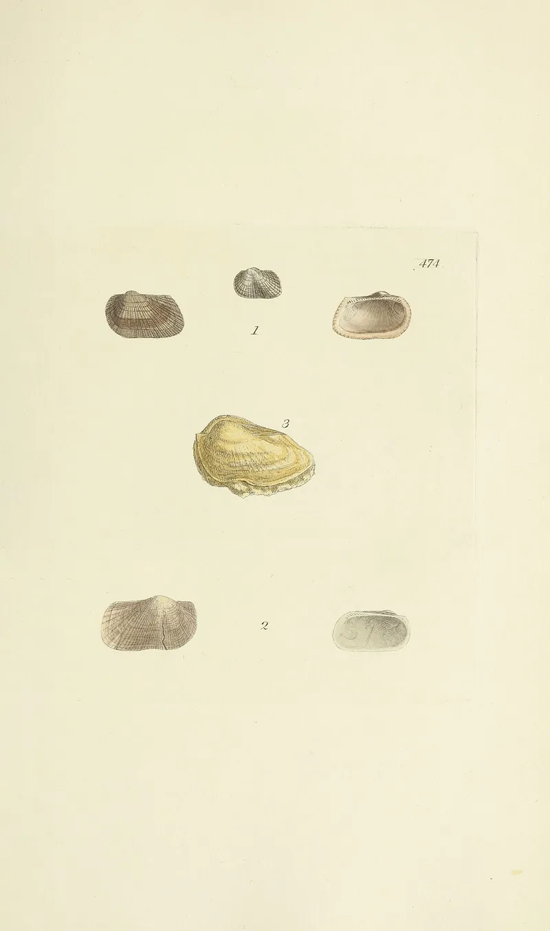 The Mineral Conchology Of Great Britain Pl 555