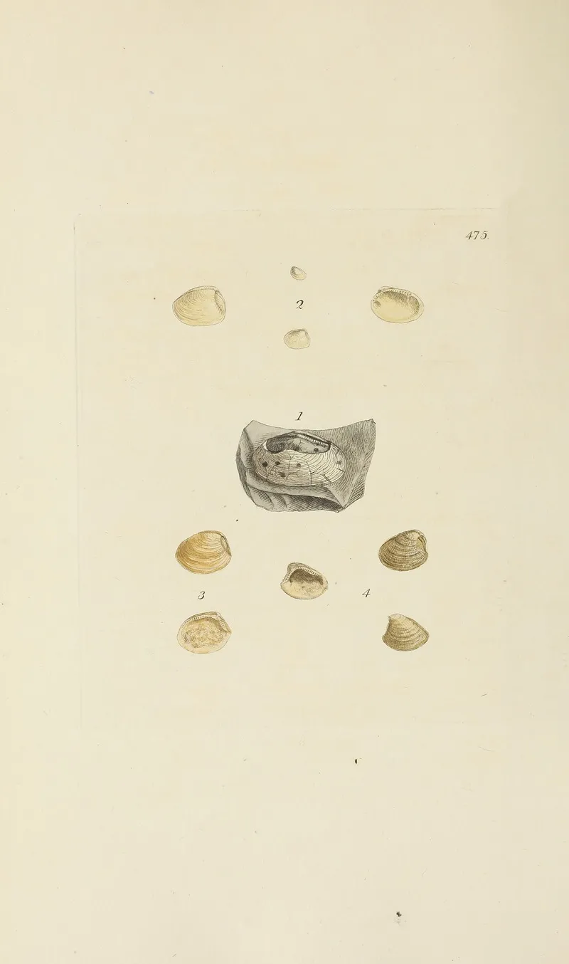 The Mineral Conchology Of Great Britain Pl 556