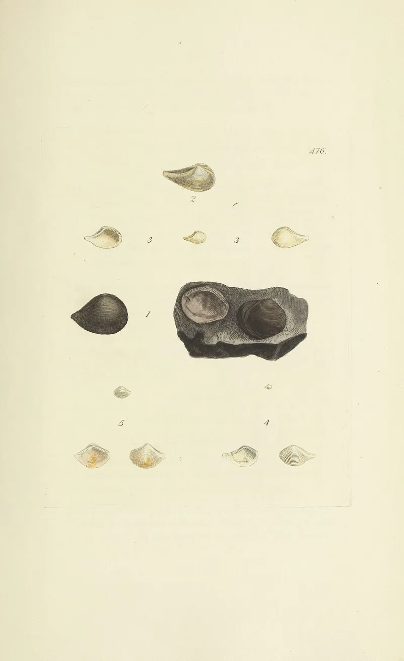 The Mineral Conchology Of Great Britain Pl 557