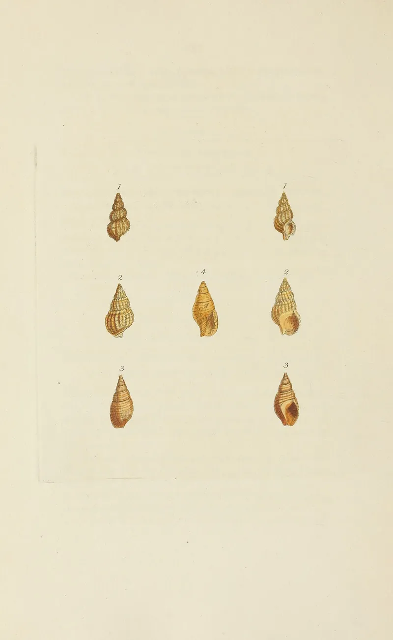 The Mineral Conchology Of Great Britain Pl 558