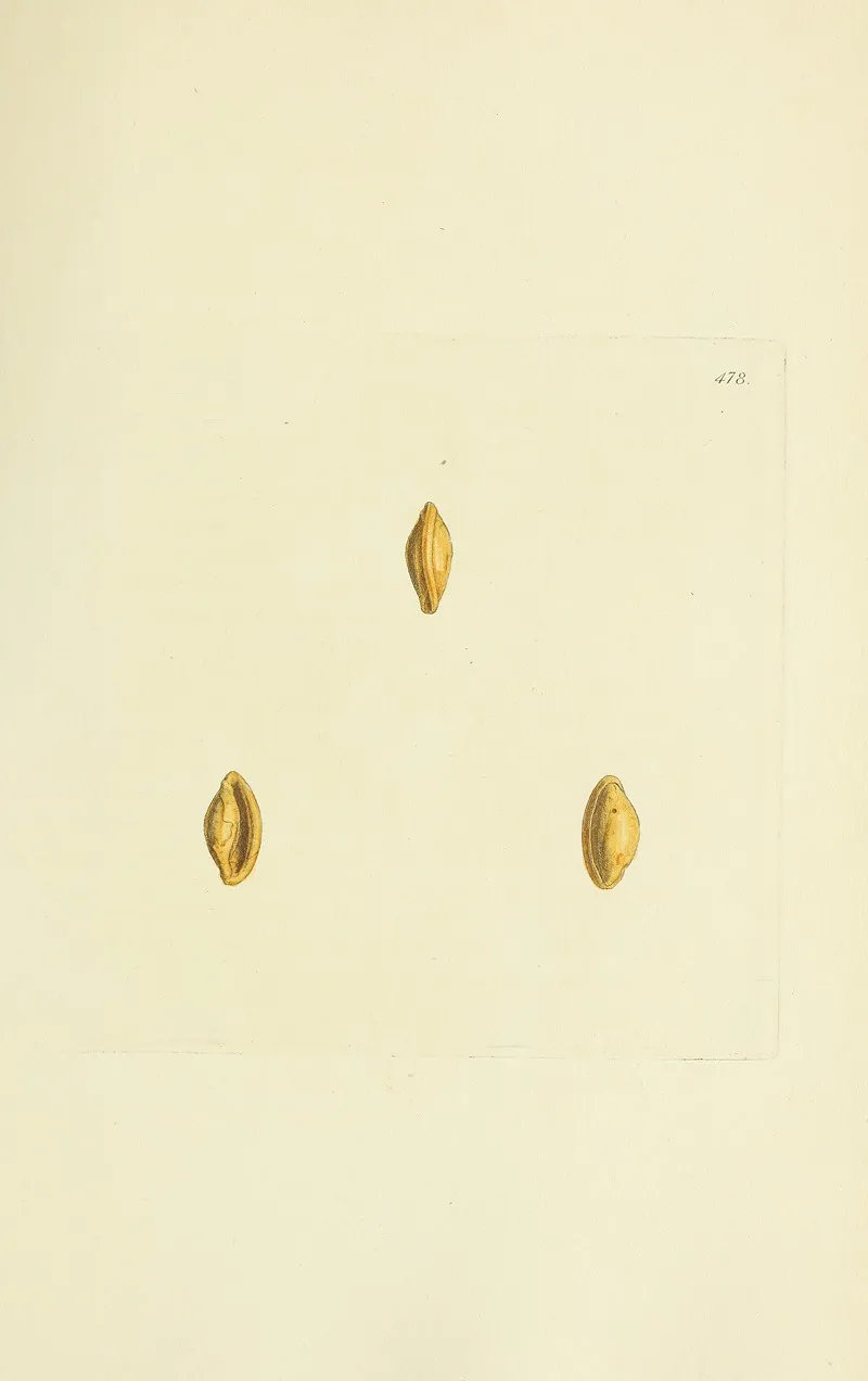 The Mineral Conchology Of Great Britain Pl 559