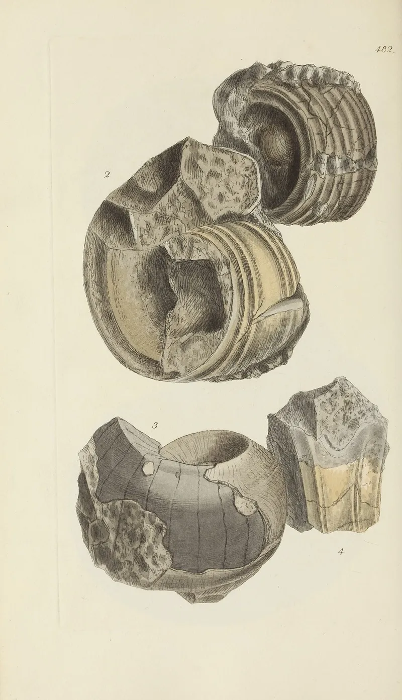 The Mineral Conchology Of Great Britain Pl 563