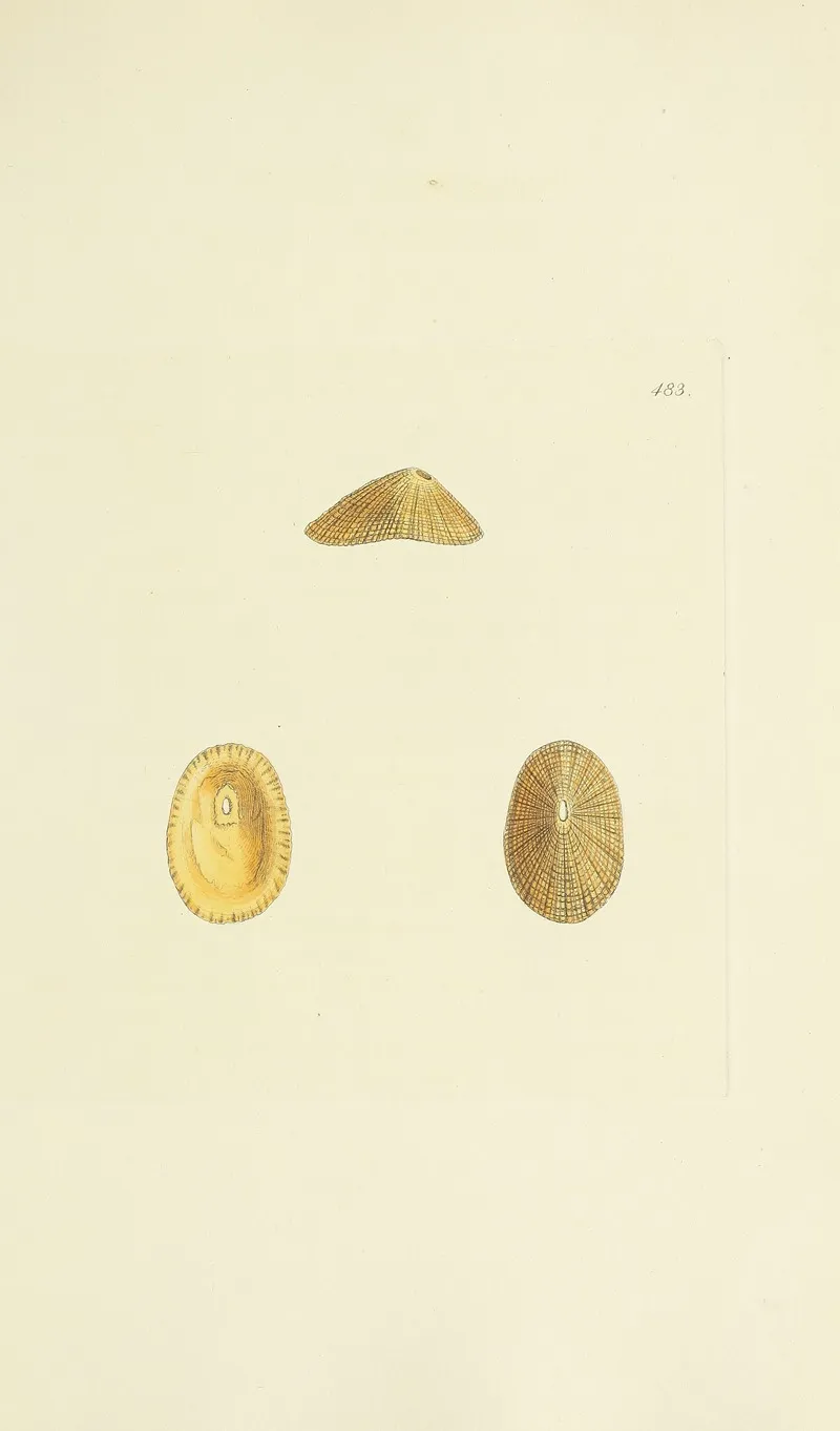 The Mineral Conchology Of Great Britain Pl 564