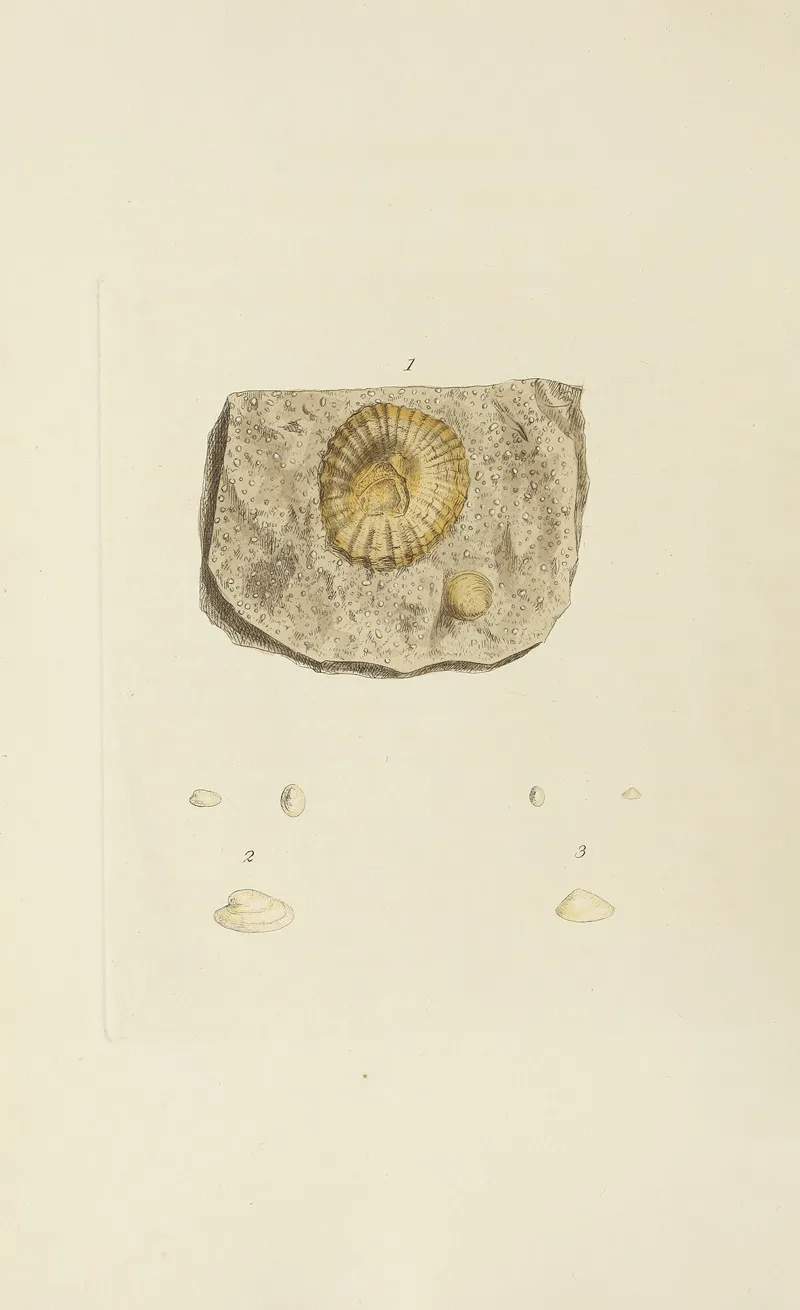The Mineral Conchology Of Great Britain Pl 565