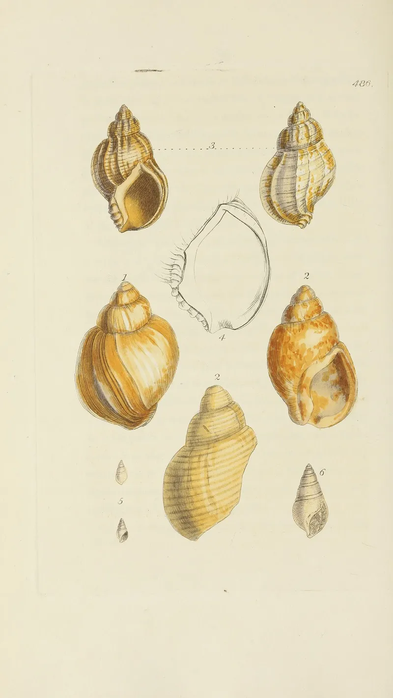 The Mineral Conchology Of Great Britain Pl 567