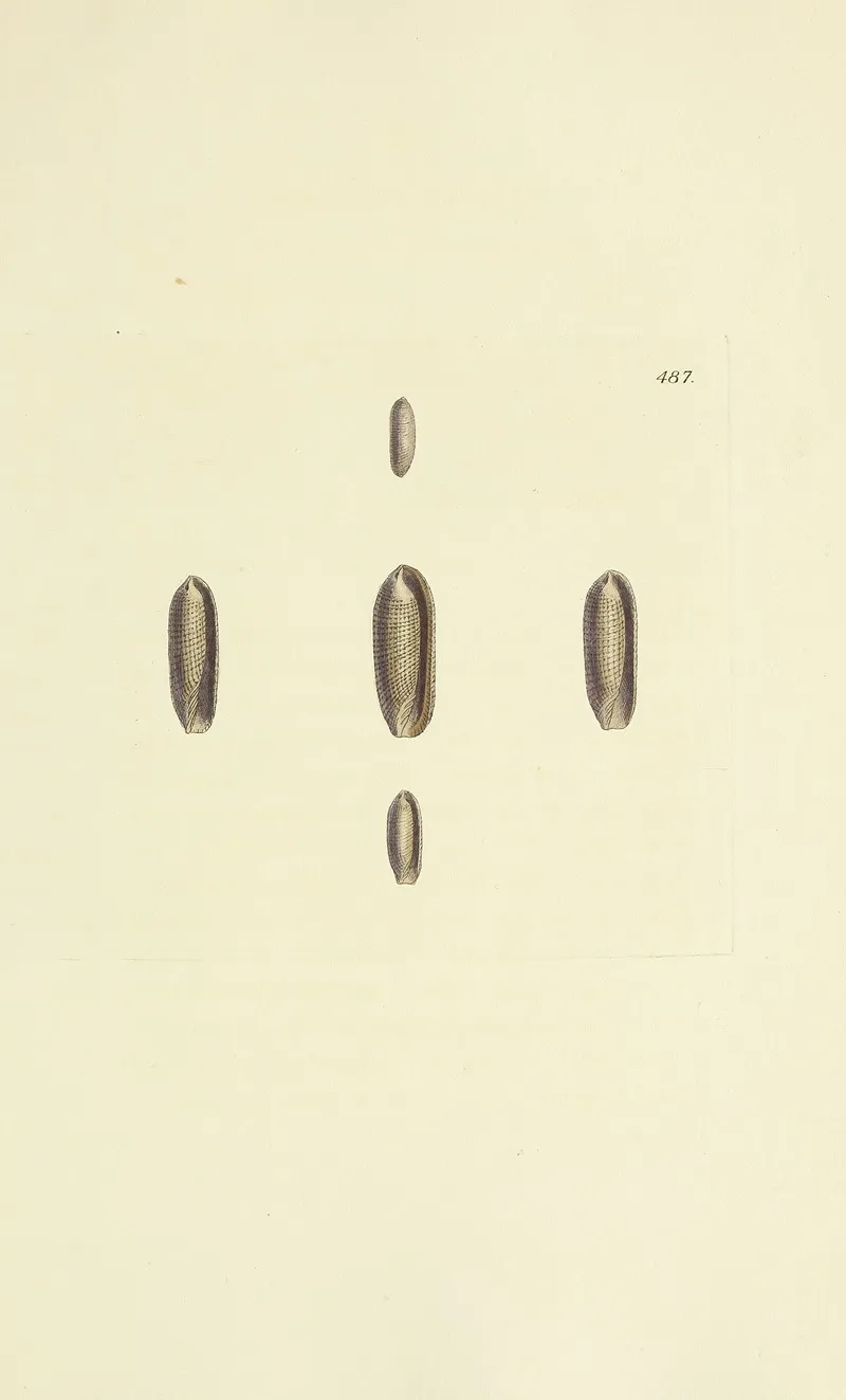 The Mineral Conchology Of Great Britain Pl 568