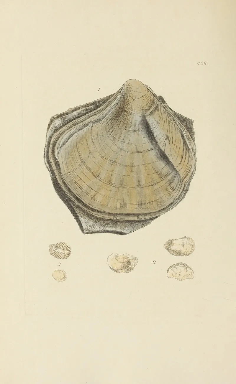 The Mineral Conchology Of Great Britain Pl 569