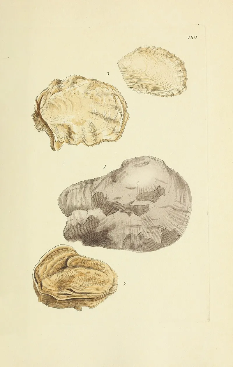 The Mineral Conchology Of Great Britain Pl 570