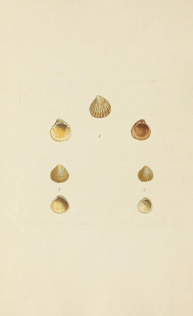 The Mineral Conchology Of Great Britain Pl 571