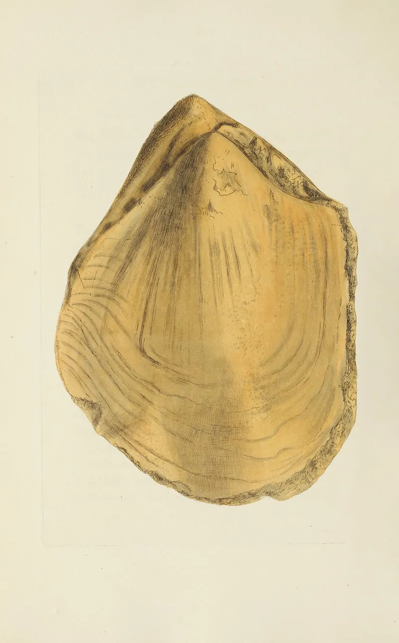 The Mineral Conchology Of Great Britain Pl 573