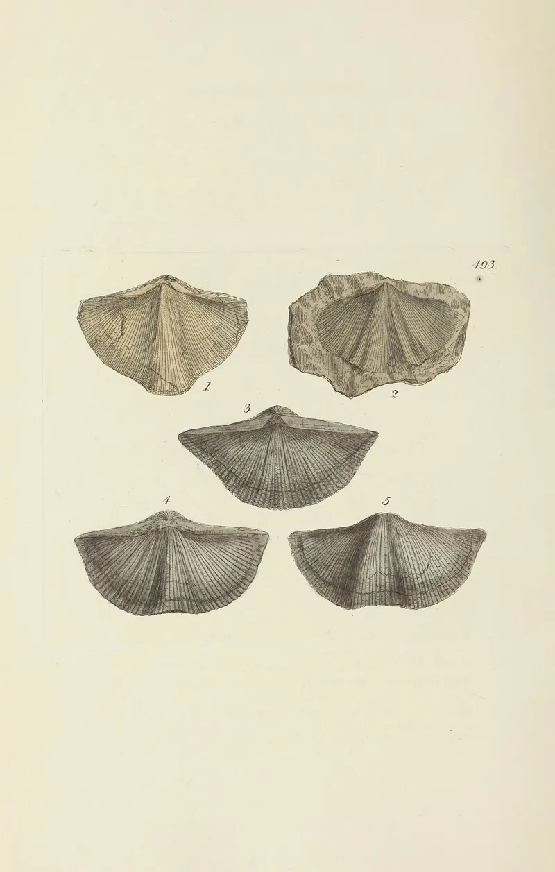 The Mineral Conchology Of Great Britain Pl 574