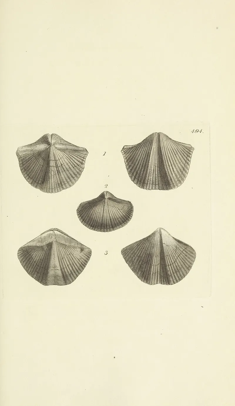 The Mineral Conchology Of Great Britain Pl 575