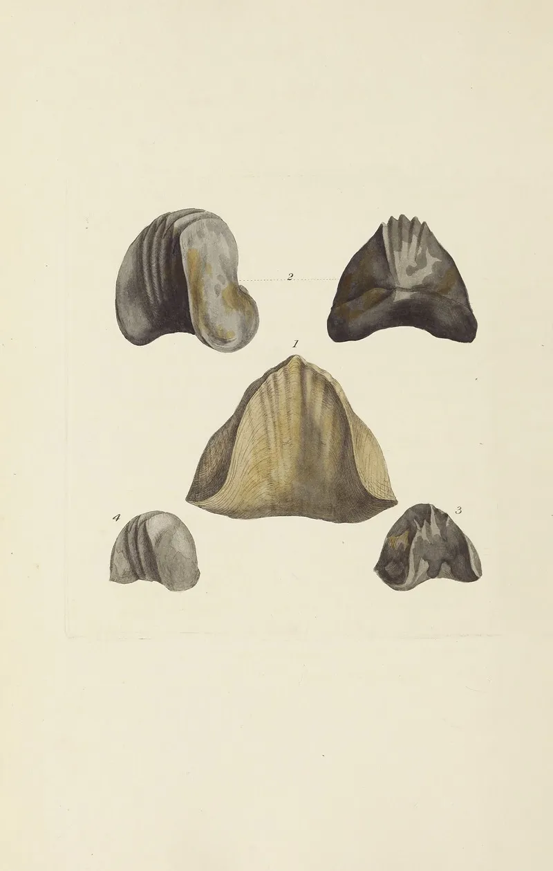 The Mineral Conchology Of Great Britain Pl 576