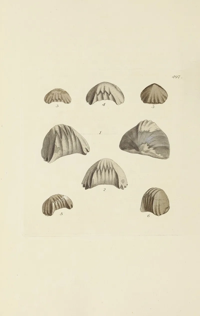 The Mineral Conchology Of Great Britain Pl 578