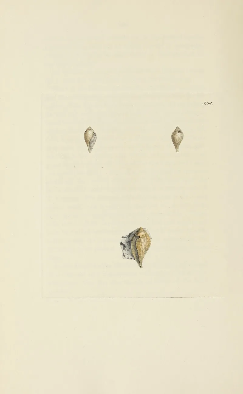 The Mineral Conchology Of Great Britain Pl 579