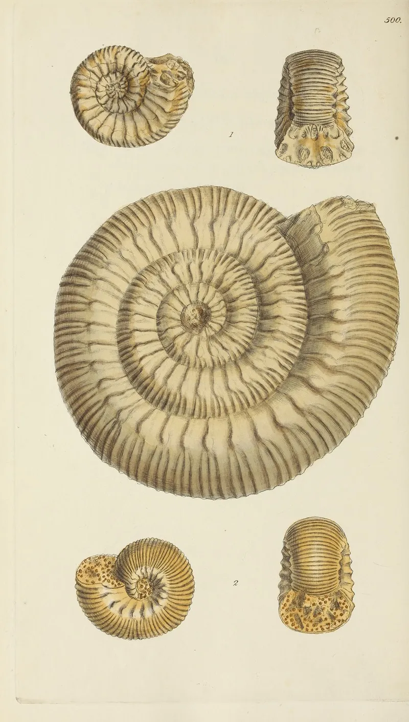The Mineral Conchology Of Great Britain Pl 581