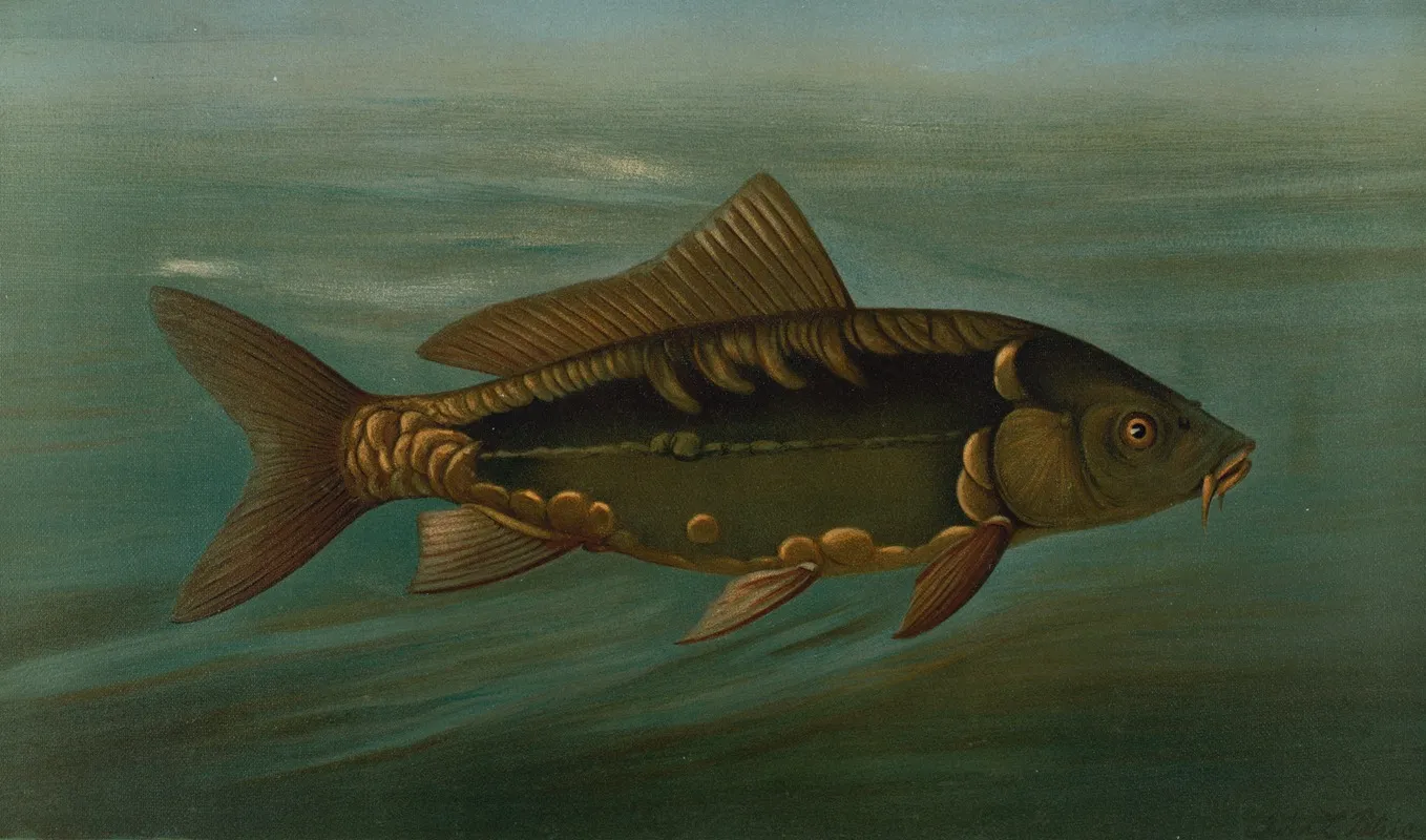 The Mirror Carp Cyprinus Carpio by John L. Petrie - Canvas Print