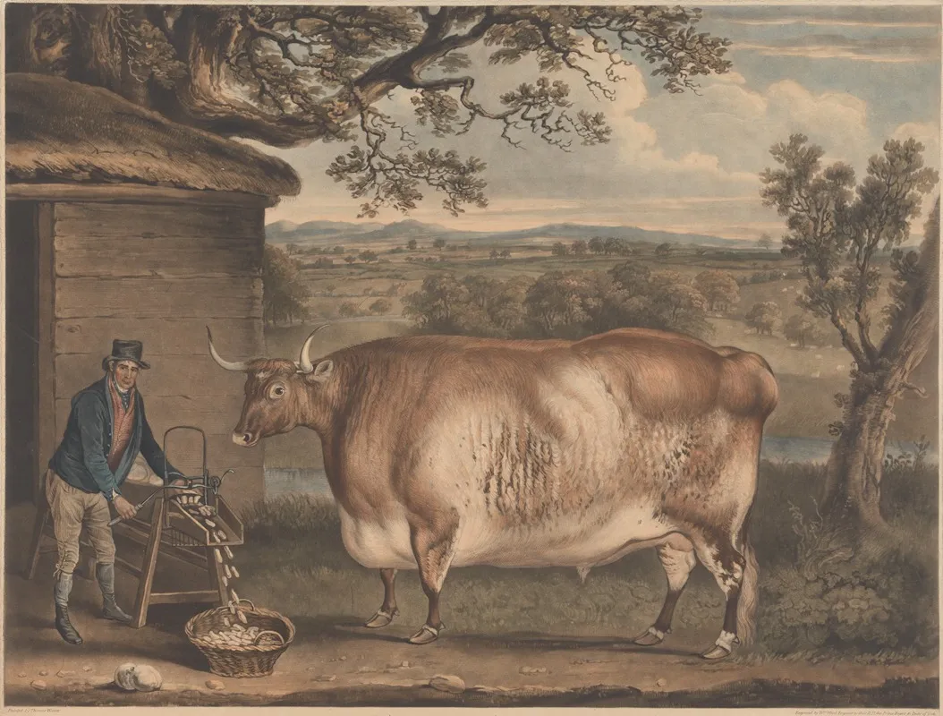 The Newbus Ox by Thomas Weaver - Canvas Print