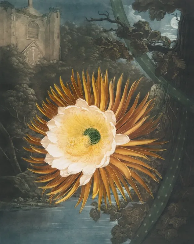 The Night Blowing Cereus 2