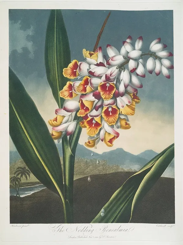 The Nodding Renealmia 2