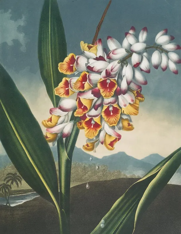 The Nodding Renealmia