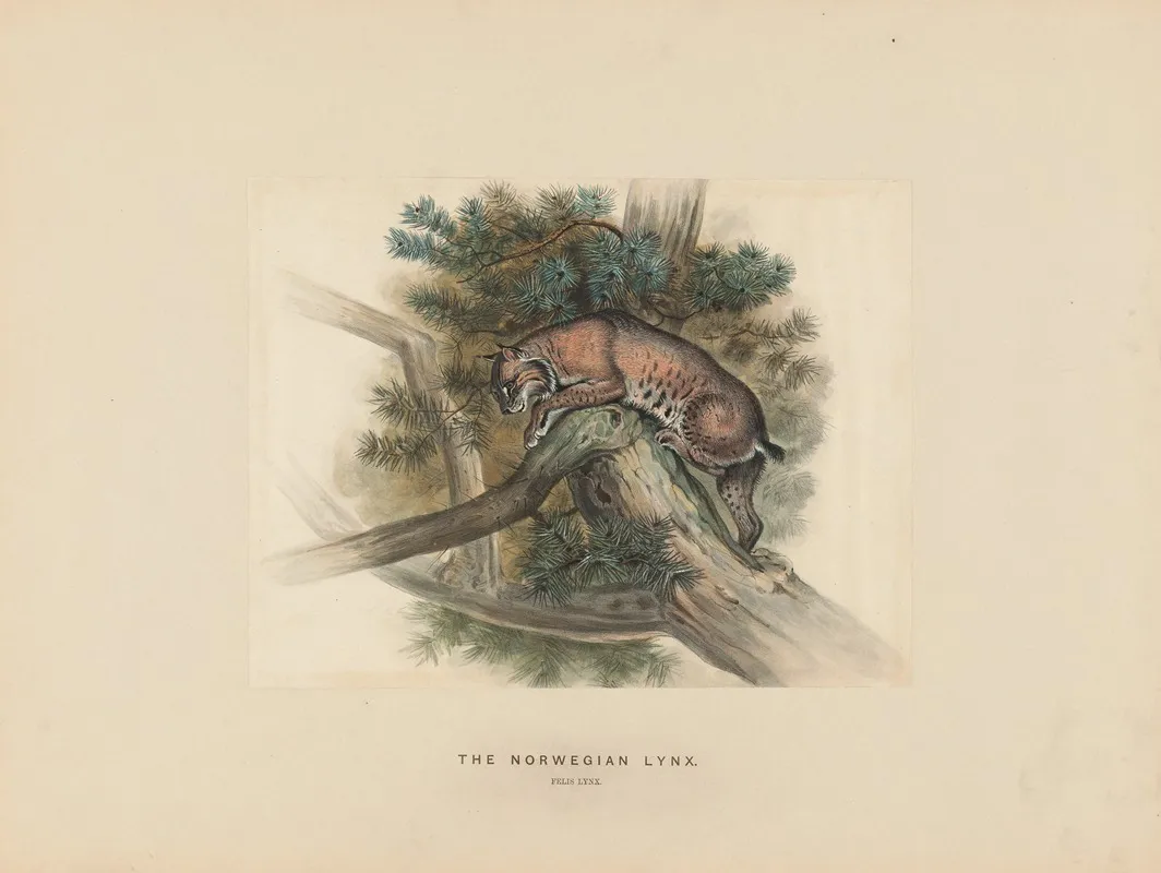The Norwegian Lynx 2